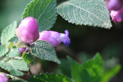 Nilgirianthus heyneanus